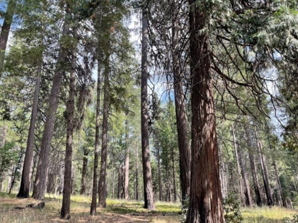 Restored forest in the North Yuba River wastershed funded by the Forest Resilience Bond 