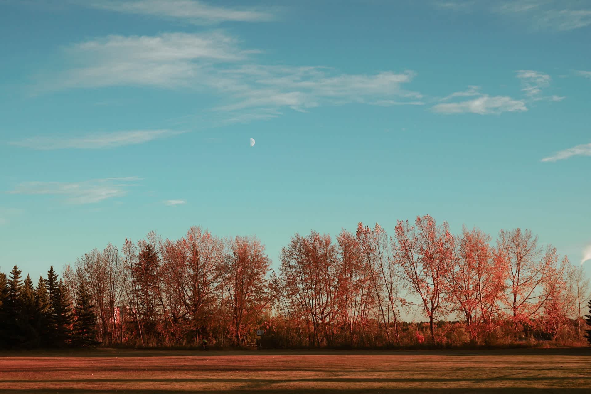 Brown trees under blue sky