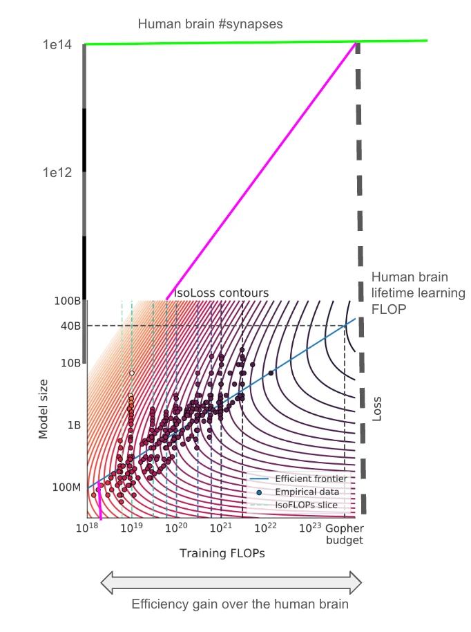 This is a naive extrapolation from the Chinchilla paper results. The blue line shows the optimal scaling path. The training FLOP and parameters for human lifetime learning is shown at the top right – the human brain is severely undertrained. The pink lines indicate how much training FLOP would produce a model with the same loss as the brain, if the model were trained optimally. Chinchilla scaling diagram showing human brain severely undertrained with 1e14 synapses and 1e24 FLOP learning, positioned far from optimal efficiency frontier, suggesting 4+ OOM training efficiency gains possible
