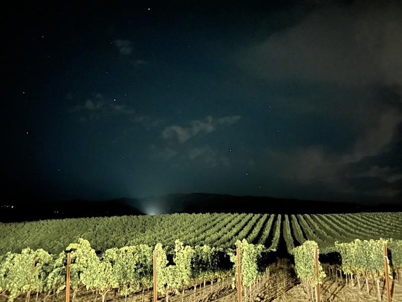 Silve Oak at Night