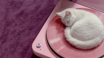 BrandImage SleepingCat 16x9 Clearspace (1)