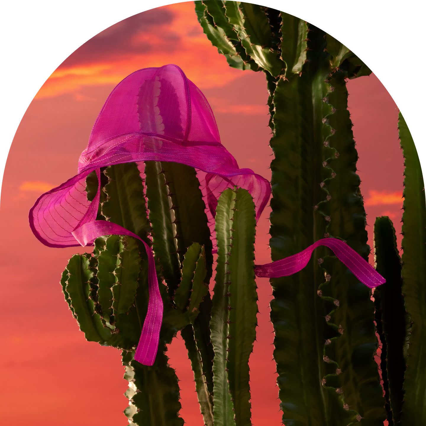 prod-imagery-hat-cactus