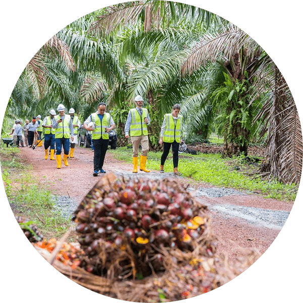 Palmöl-Arbeiter