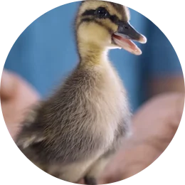 Dawn Wildlife Rescue