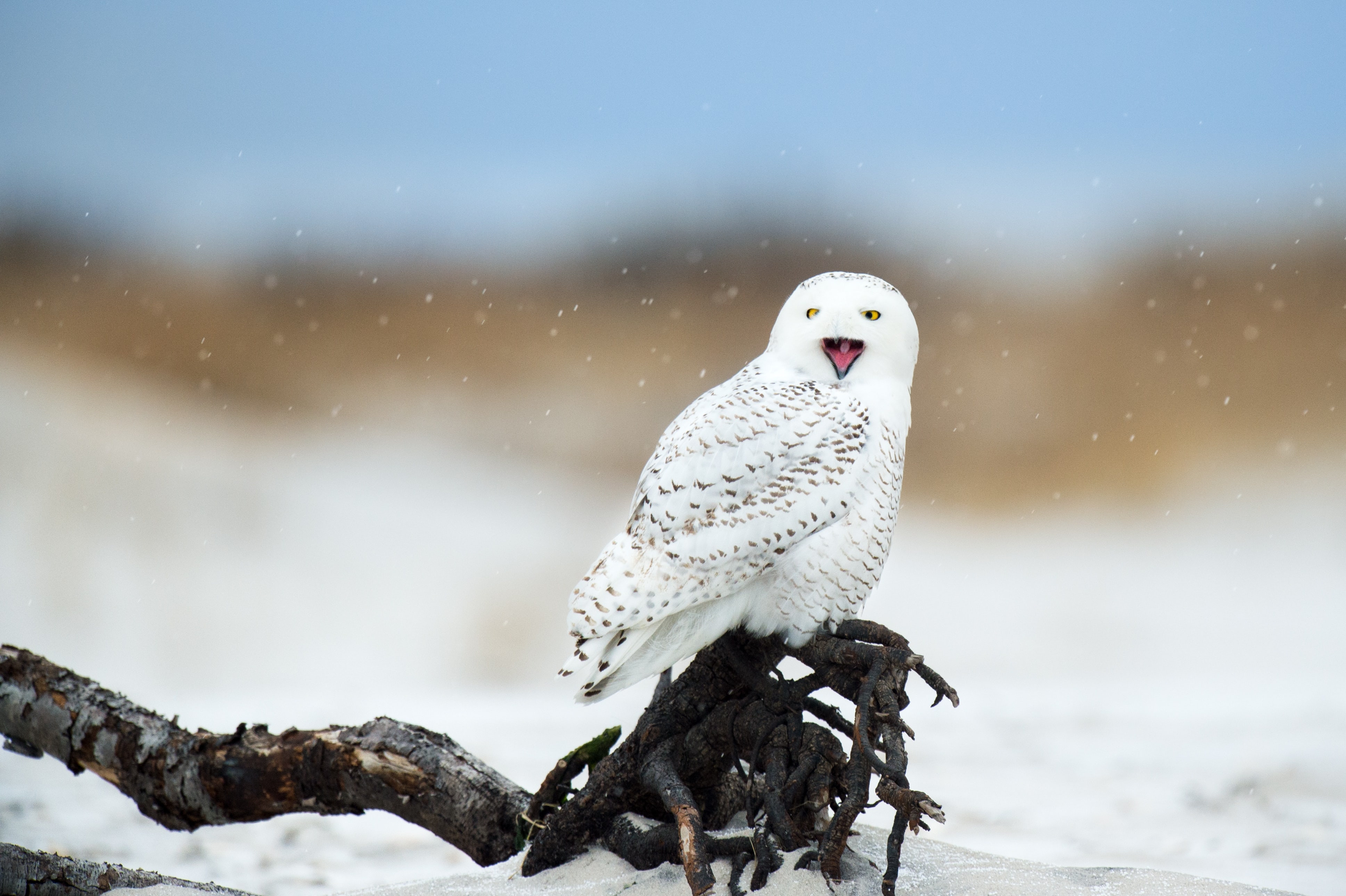 Our Planet is full of bird facts you didn’t know you needed. Get excited!