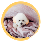 Image of a fluffy puppy in blankets