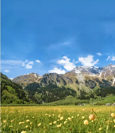 Abbildung Alpenwiese