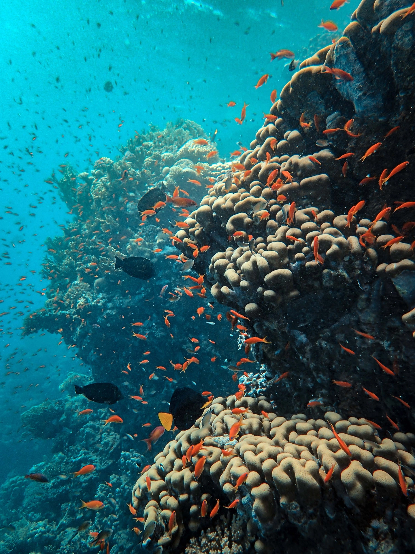 great barrier reef corals fish biosystem
