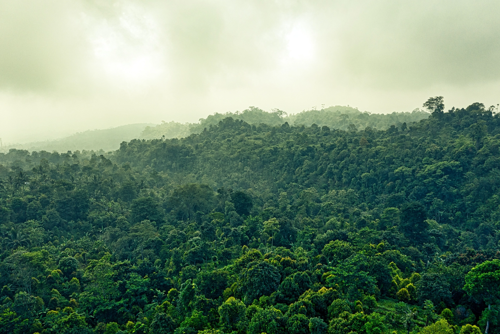 rainforest from above