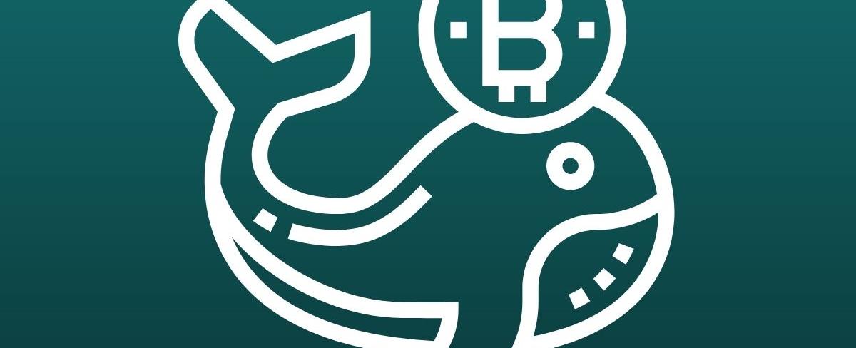‘Buying The Dip’: Bitcoin Whales Scoop Up $2.4 Billion Worth Of BTC In Days As Holdings Hit Record High