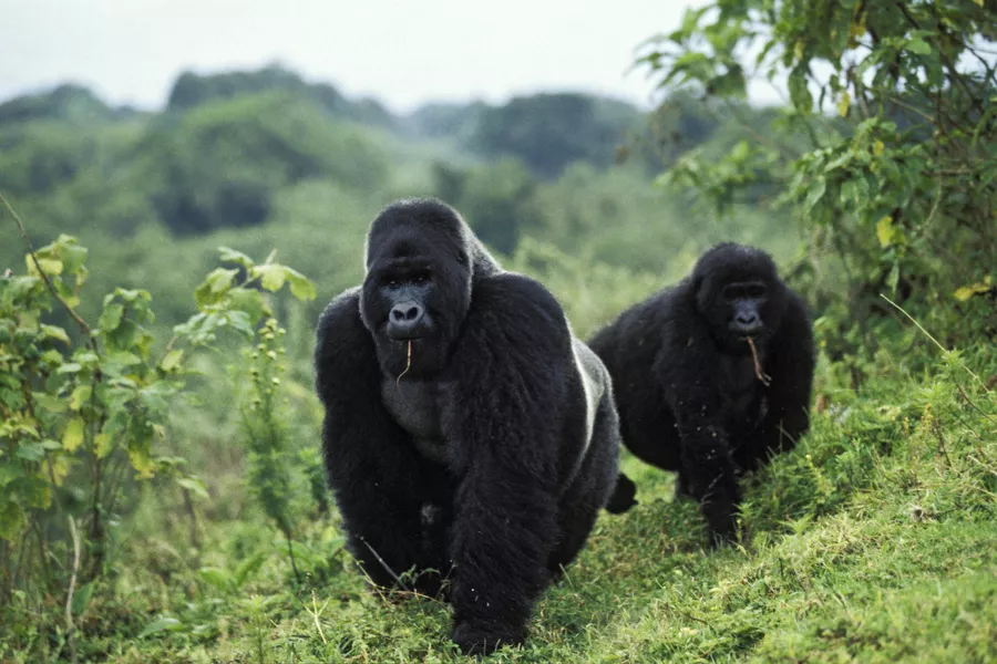 DAO Raises Millions to Save Congo Forest