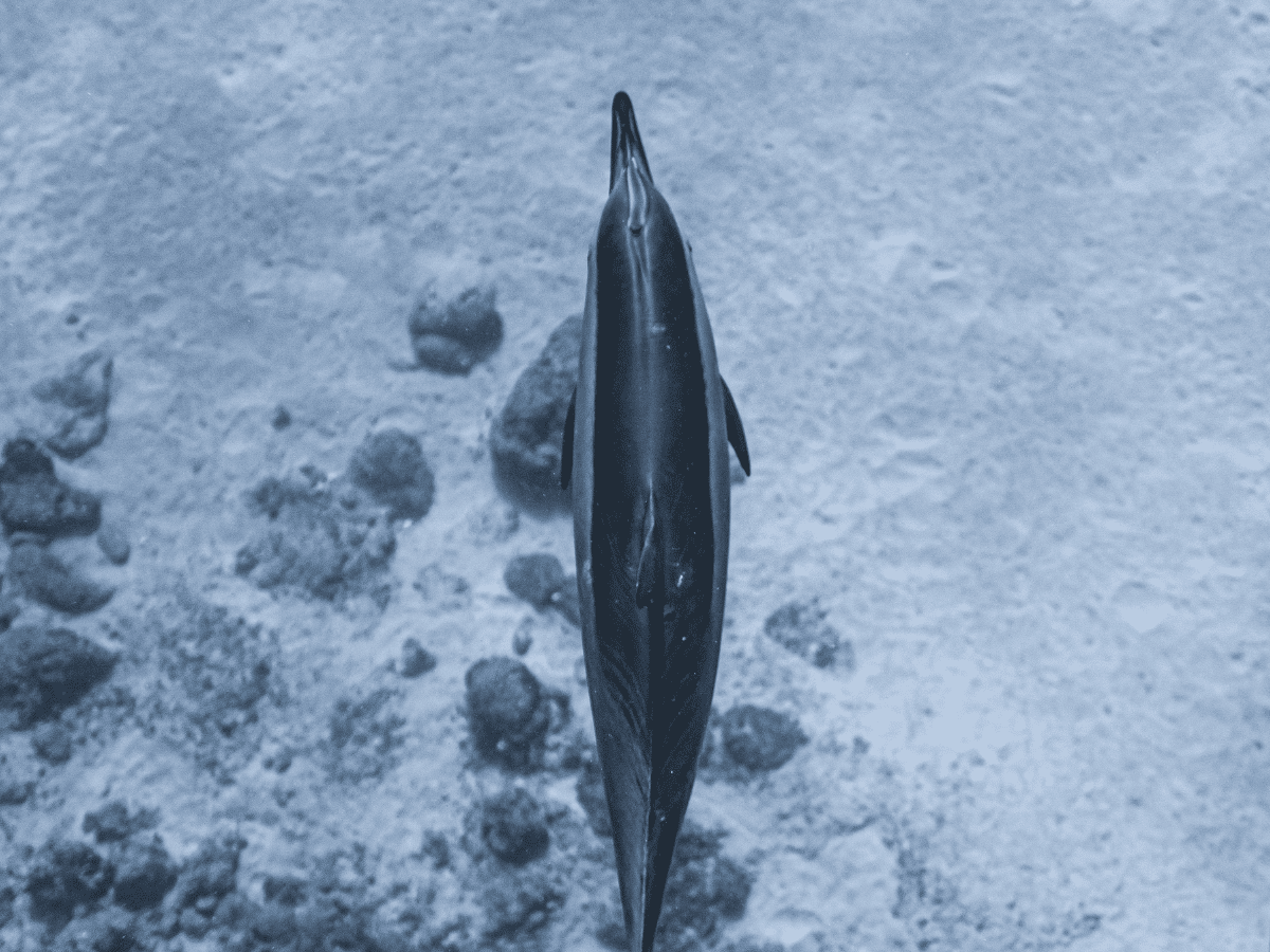 Will history repeat itself for Shiba Inu long-term holders