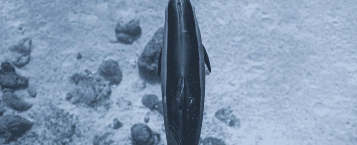 Will history repeat itself for Shiba Inu long-term holders