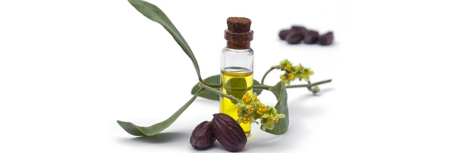 L'huile de jojoba, idéale pour les peaux à imperfections