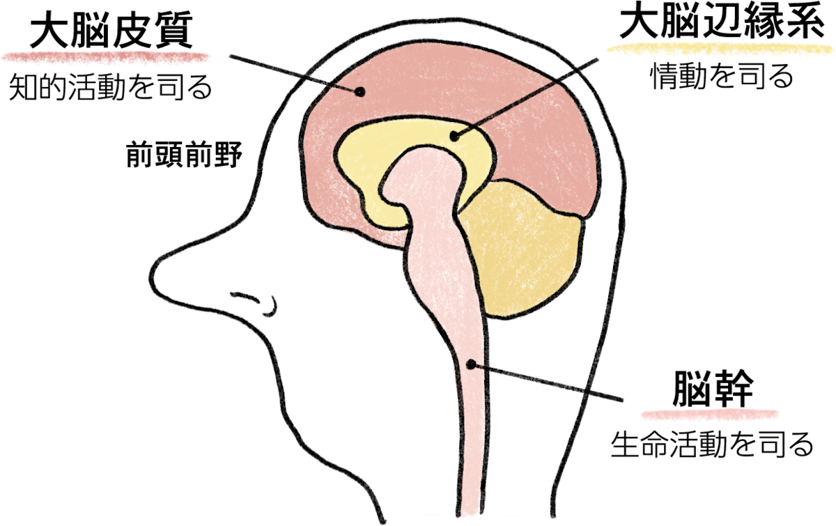 脳の発達による思春期の不安定