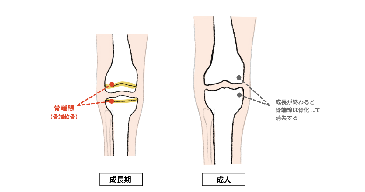 骨が伸びる仕組み
