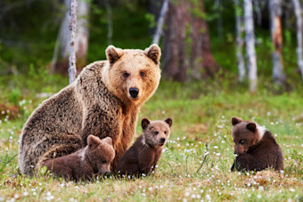 mother bear with cubs