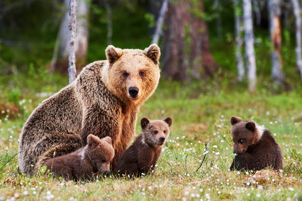 Insulin resistance and diabetes in bears