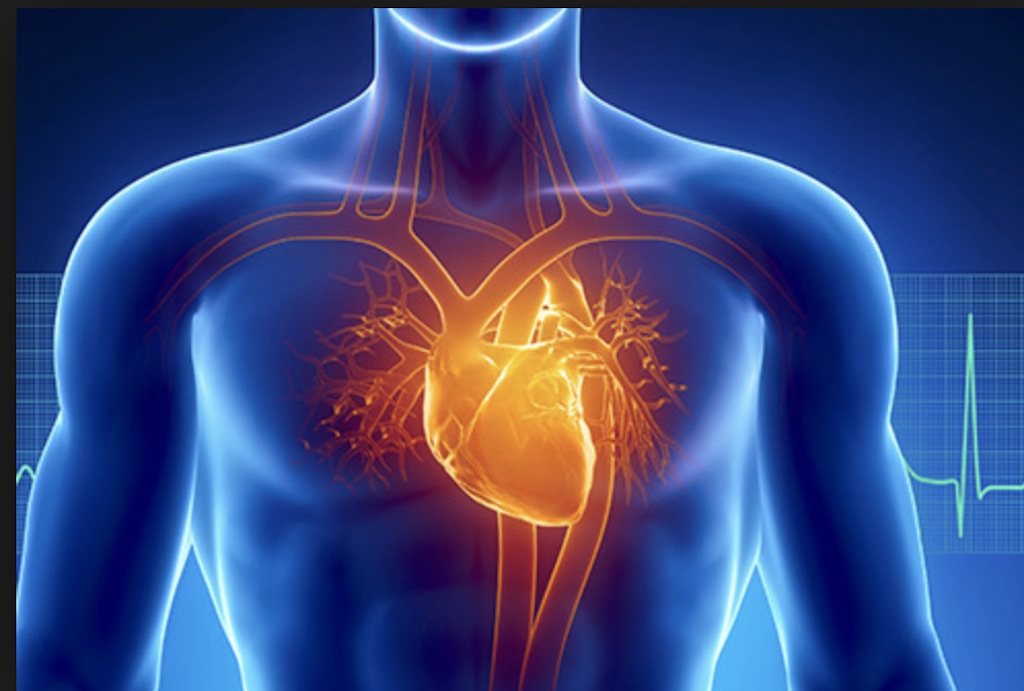 Health Risks of Insulin Resistance: From Fatty Liver to Heart Disease