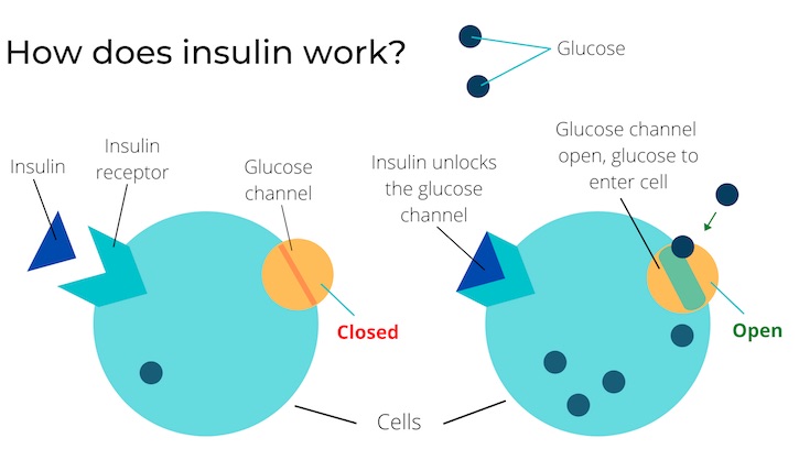 How does insulin work