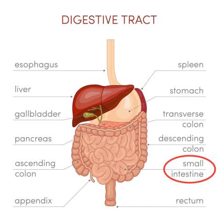 Ozempic is released in the small intestines