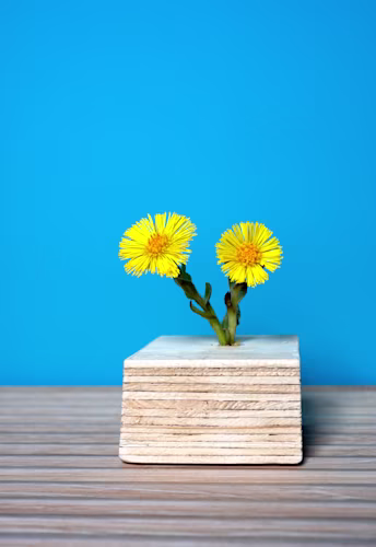 Floral Photography With Vibrant Flowers And Atmospheric Studio Lighting