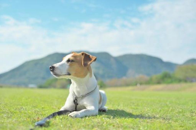 【ペットロスを克服したい】自責の念に駆られる方に知ってほしい3つのこと