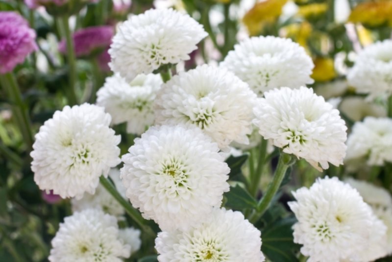 自宅葬に供花を送ることはできる?送る場合のマナー紹介