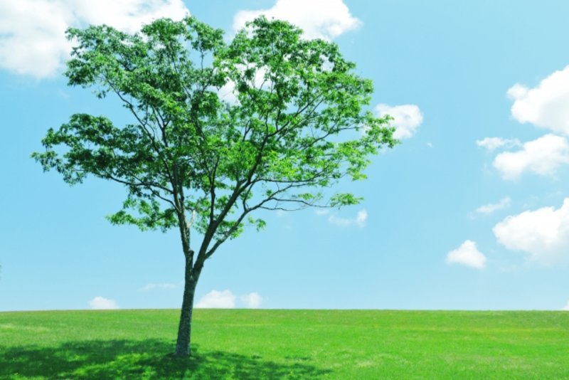 樹木葬とはどんな供養方法?費用相場やメリット・デメリットを知ろう