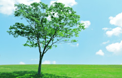 樹木葬とはどんな供養方法?費用相場やメリット・デメリットを知ろう