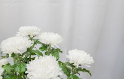 法要でお供えする花の種類は?送り方についても解説