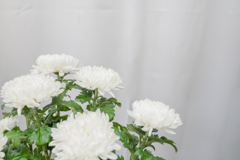 法要でお供えする花の種類は?送り方についても解説