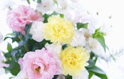 亡くなった母に贈る花は?白いカーネーションの意味について解説