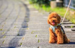 葬儀式場にペットの同伴は可能?同伴するときのマナーも解説