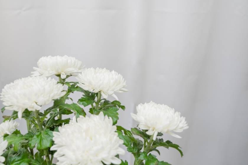 法要の供花 どんな種類や色がふさわしい 葬想式のコラム 法要の供花 どんな種類や色がふさわしい 葬想式のコラム