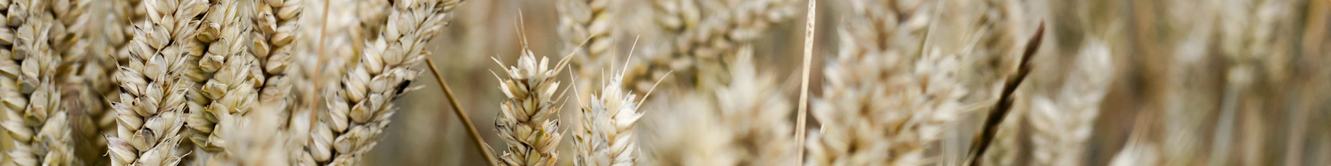 beatrice-ekenstierna-HUycyW6rsL0-unsplash