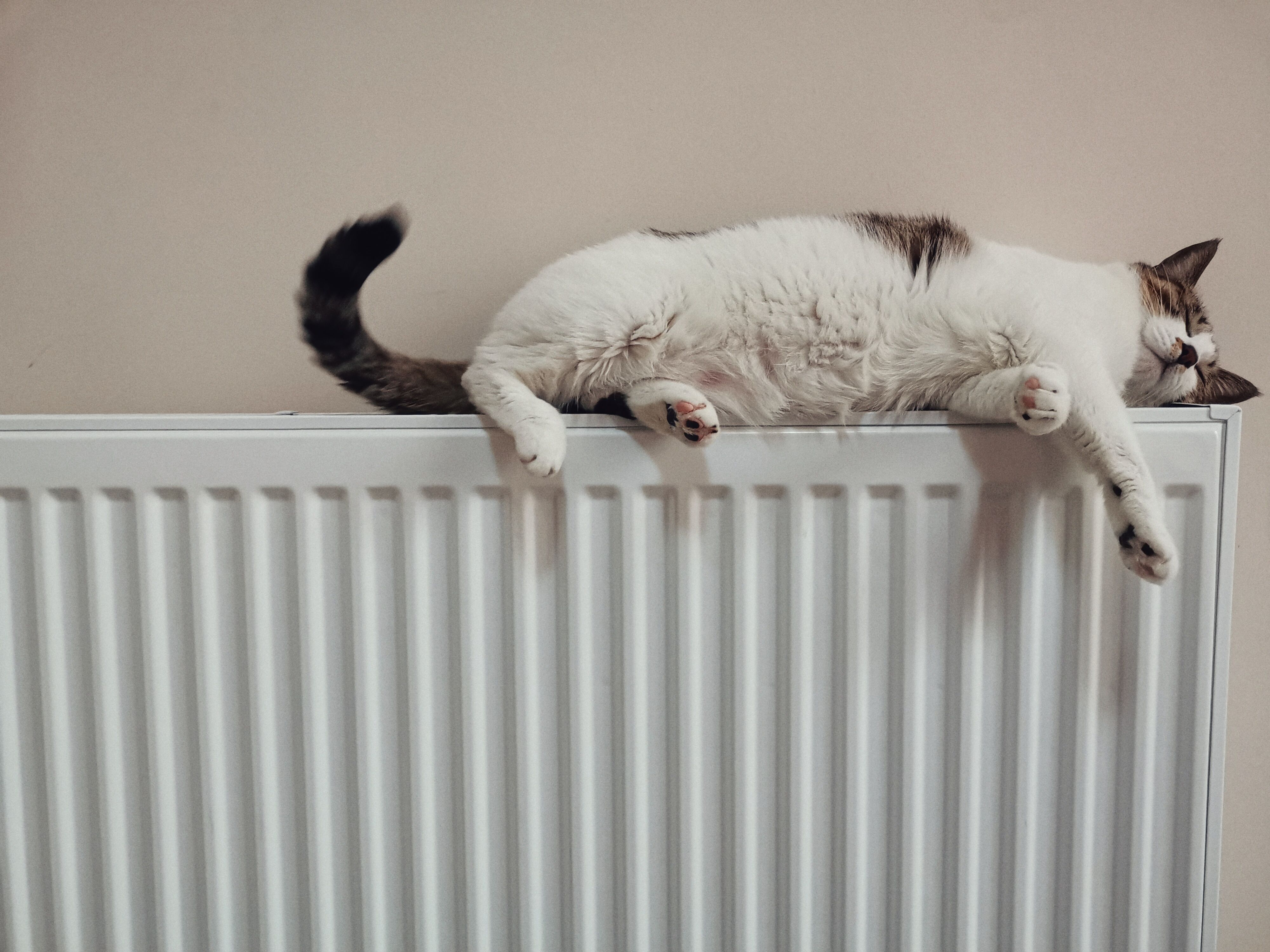 L'immagine mostra un gatto sdraiato su un termosifone caldo.