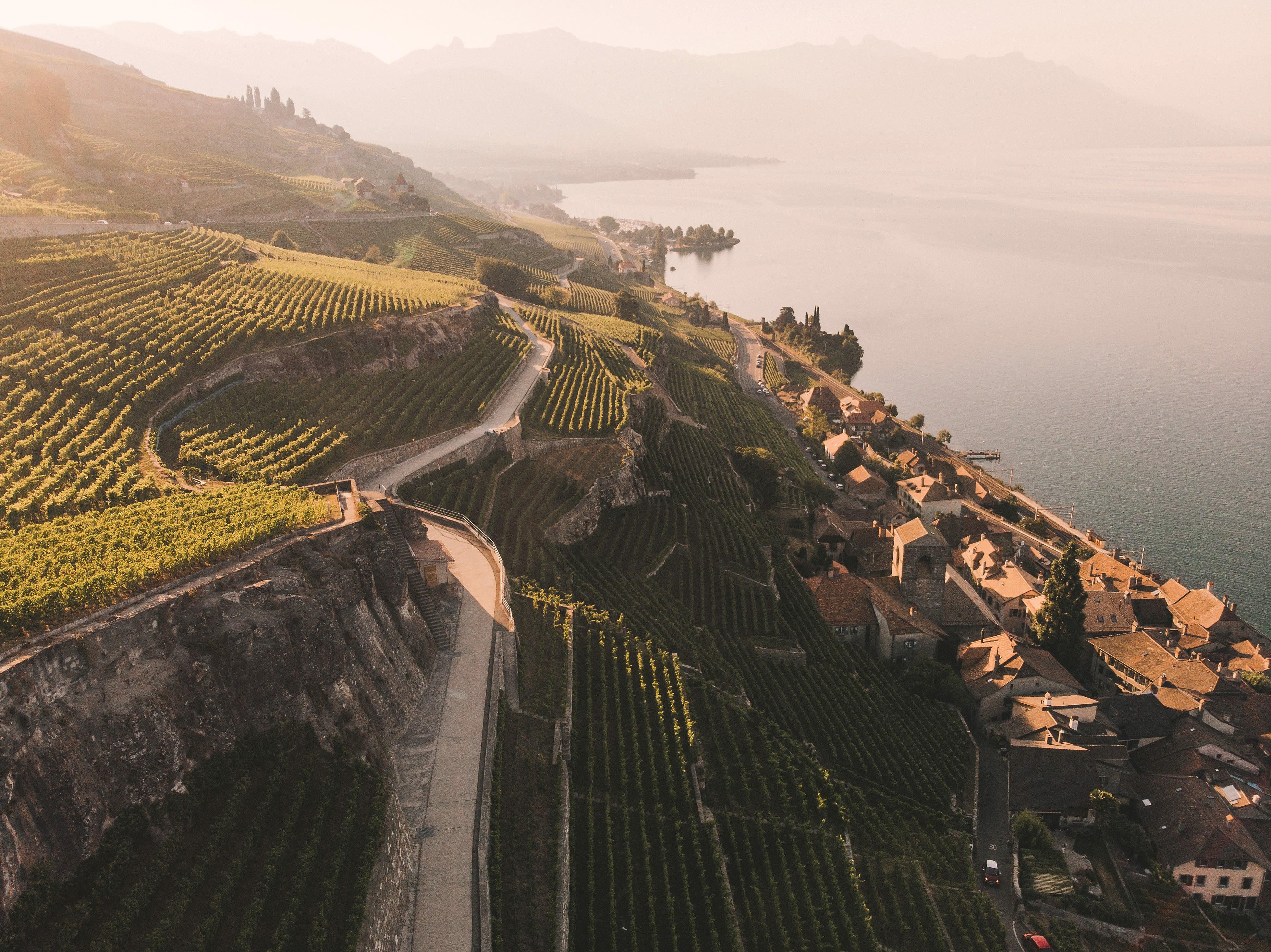 Vigneti sul lago al tramonto