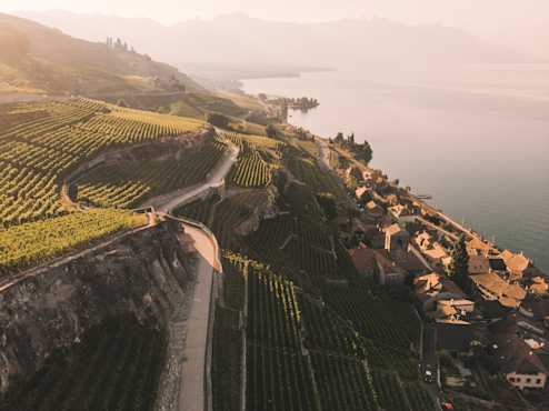 Vignes au bord du lac au coucher du soleil