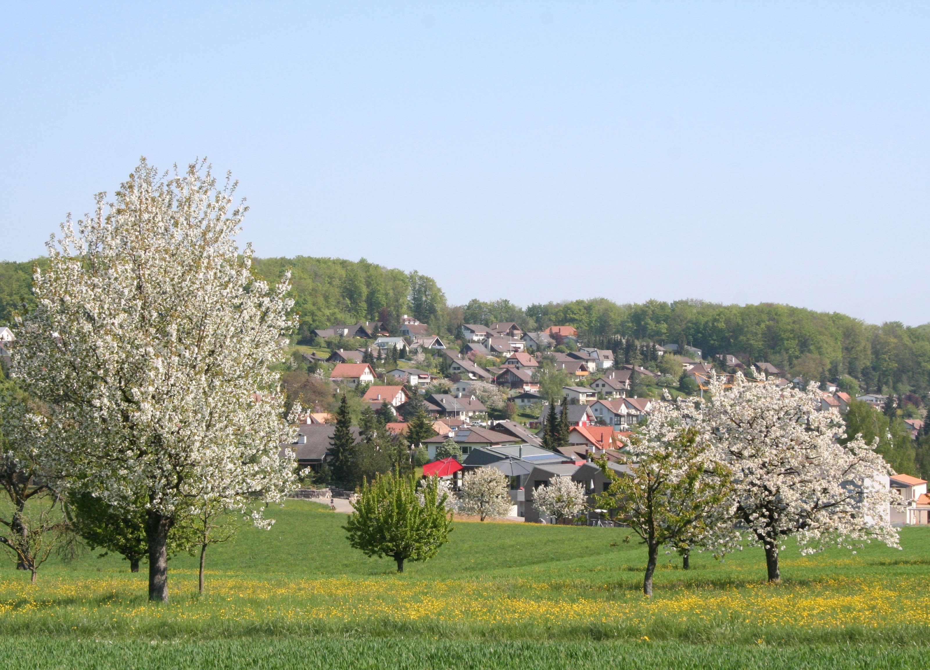 Blick auf Lupsingen mit blühenden Obstbäumen, grünen Wiesen und dem Dorf am Hang.