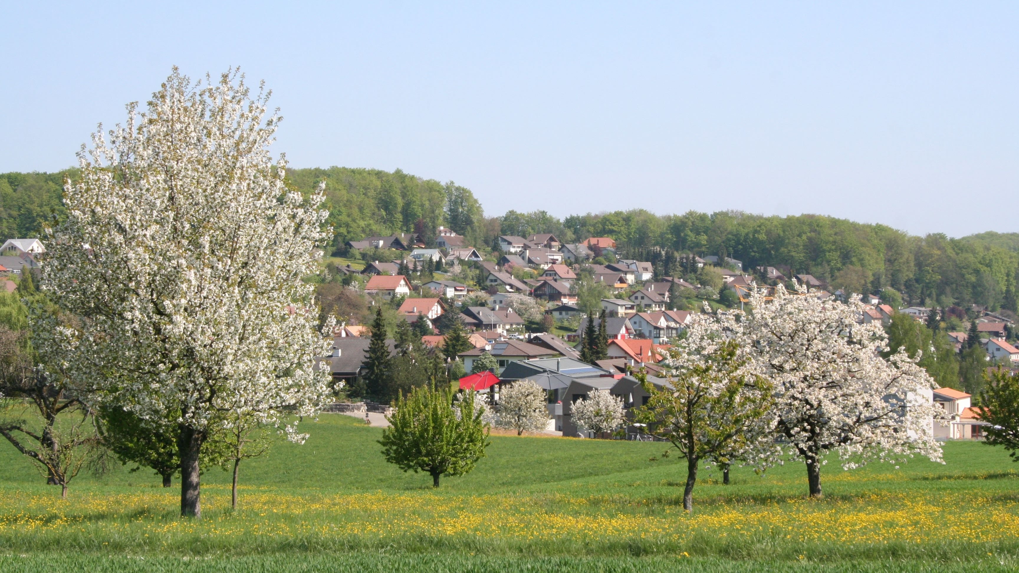 Vue sur Lupsingen avec des arbres fruitiers en fleurs, des prairies verdoyantes et le village à flanc de colline.
