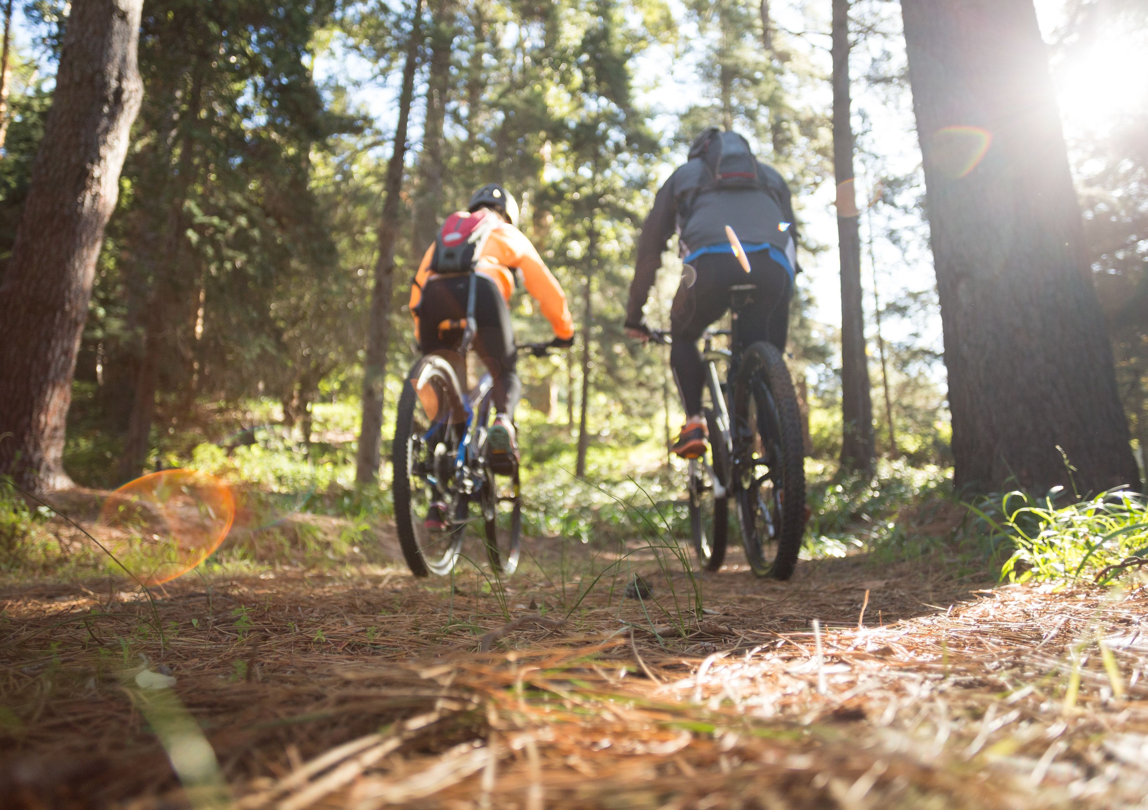 Due ciclisti nella foresta.