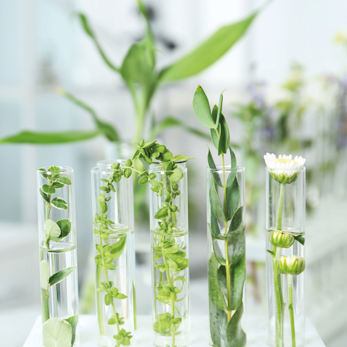 Tiges et fleurs sont placées dans des tubes en verre remplis d’eau devant un arrière-plan clair et flou.