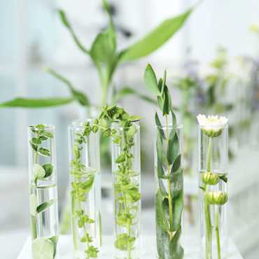 Tiges et fleurs sont placées dans des tubes en verre remplis d’eau devant un arrière-plan clair et flou.