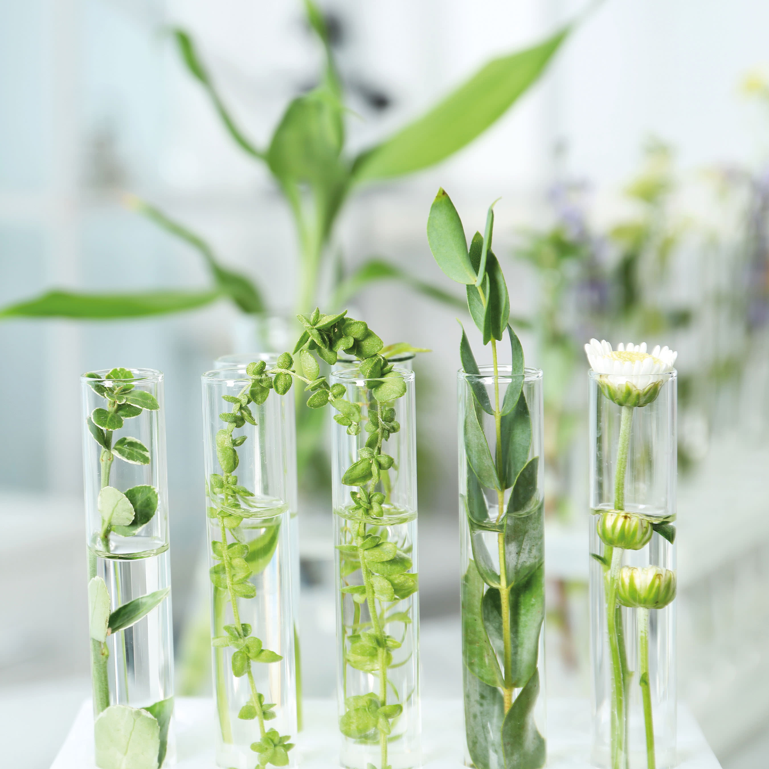 Steli e fiori sono disposti in provette di vetro riempite d’acqua su uno sfondo chiaro e sfocato.
