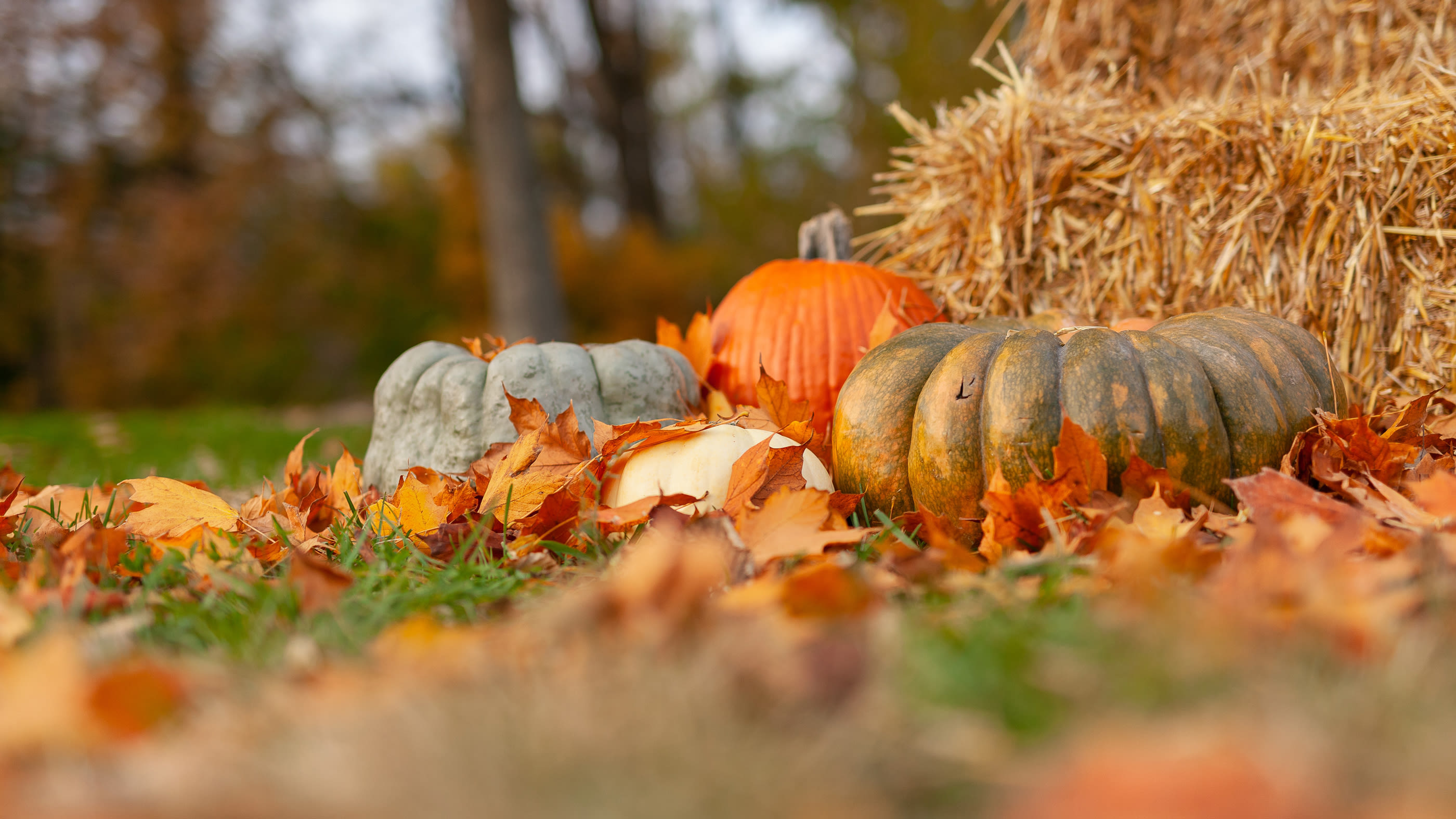 Kürbise auf Herbstlaub