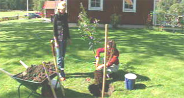 Plantera ett päronträd