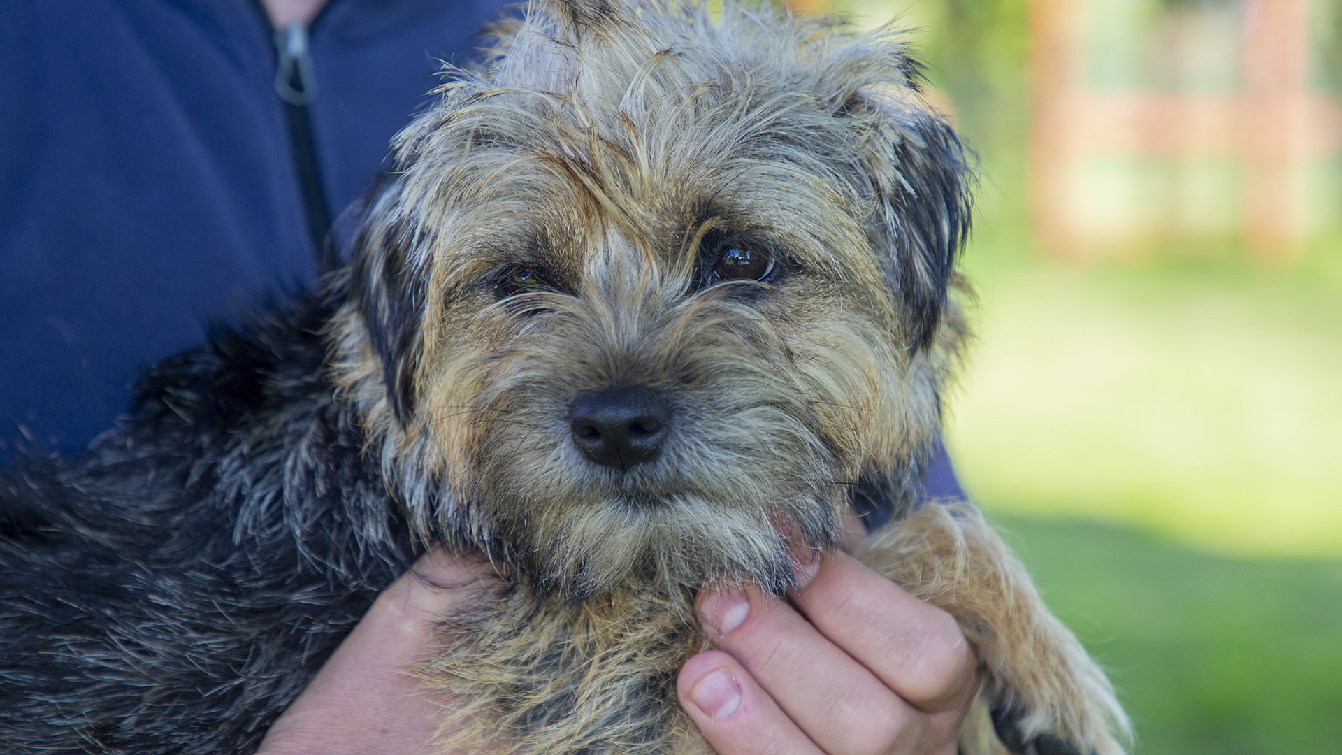 Allt dyrare med hund – ekonomens oro: ”Kan påverka djurets hälsa”