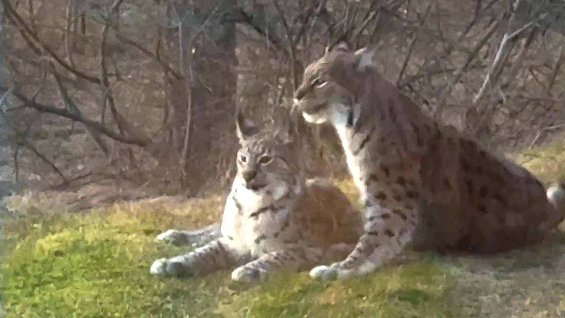 Här slår sig lodjuren ned mitt framför ögonen på Marit: ”Helt otroligt”