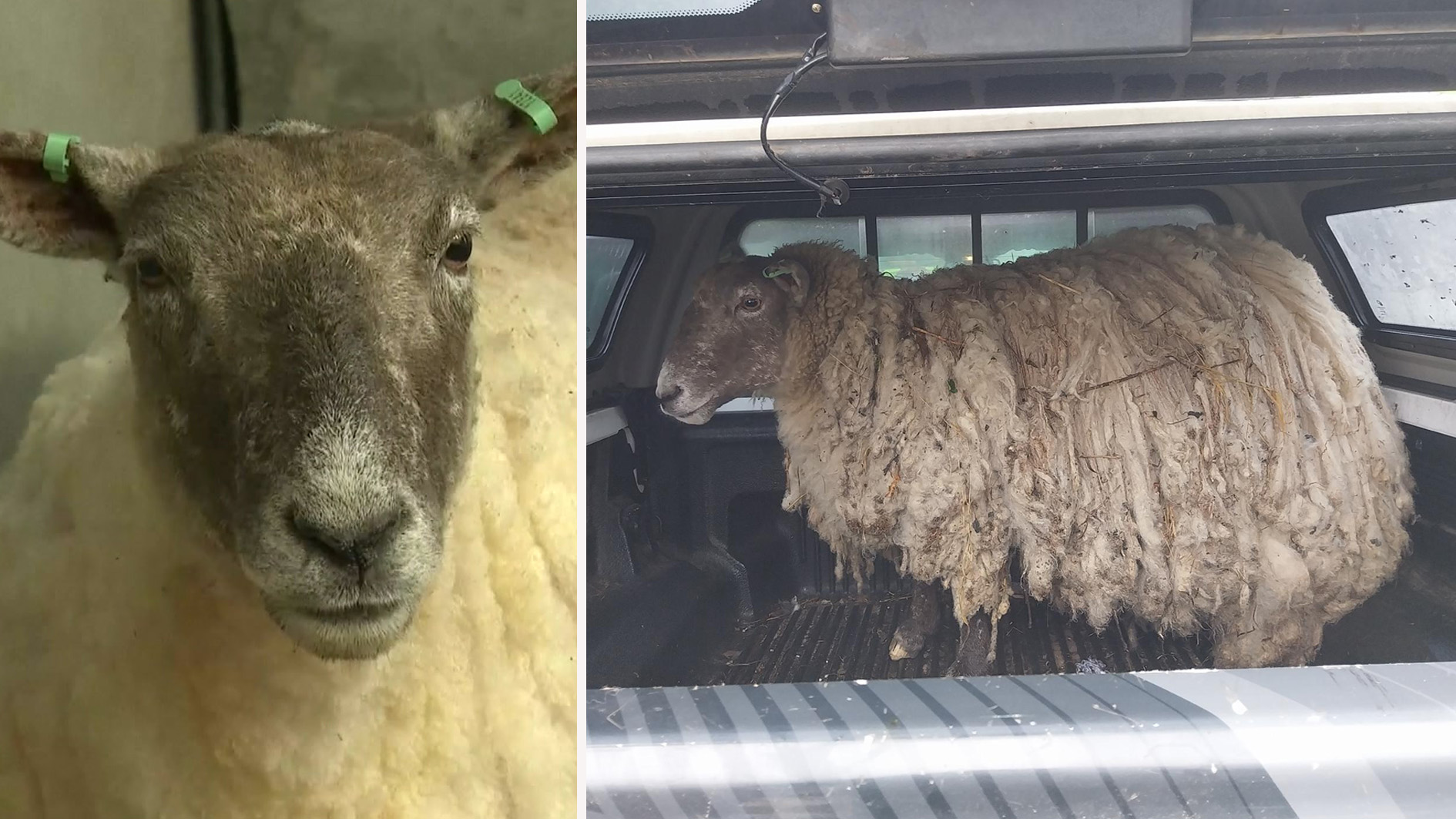Fiona the sheep has been rescued after being isolated in Britain